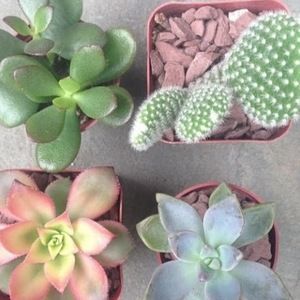 Meet your Posher, Alexa